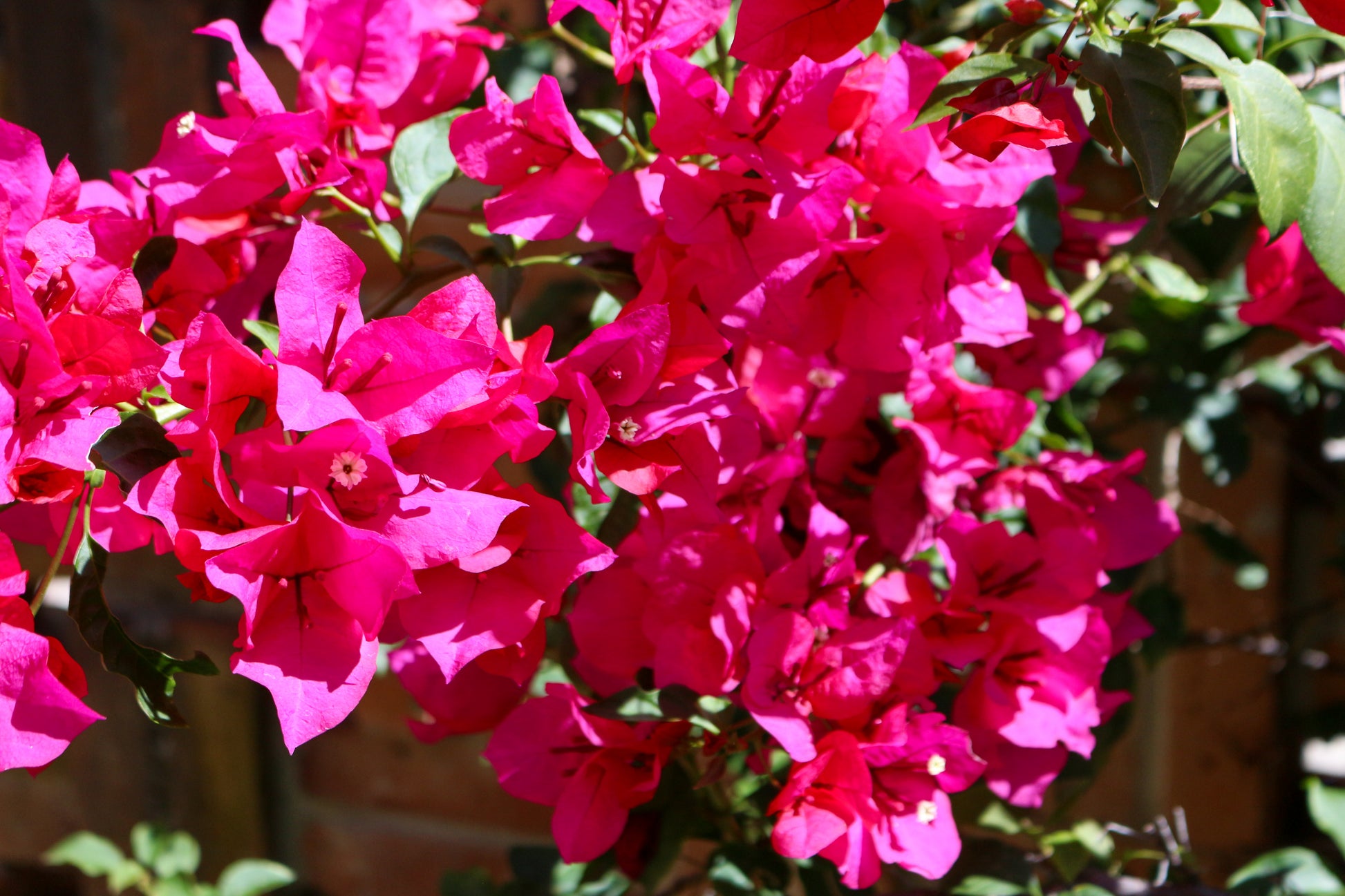 Fotografía original que compone el estampado. Estas buganvilias están en el jardín de la casa de mis abuelos y han sido un elemento que a lo largo de mi vida me ha acompañado; las veo por la calle e inmediatamente me hace pensar en el amor y cariño que me dieron mis abuelos. ¿También conoces a alguien que tenga buganvilias?